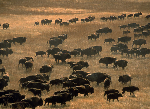 Bisonherde 2.jpg