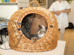 Tierarzt_Katze_Transportkor.jpg