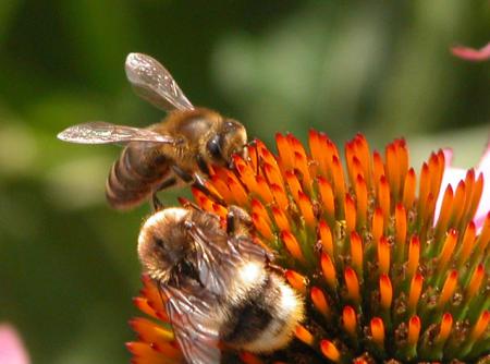 Biene und Hummel