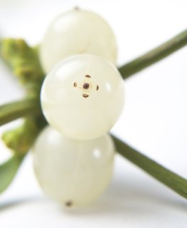 mistel-beeren.jpg